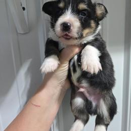 2 - Black and tan male Pembroke Welsh Corgi puppy in Necedah, Wisconsin from The 6Ks Paws and Hobbies