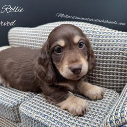 Honor Rollie - Chocolate and cream male Dachshund puppy in Montevallo, Alabama from Mallard's Miniature Dachshunds