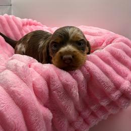 Opal - Dapple female Dachshund puppy in Mountain Home, Arkansas from Furry Friends Kennel