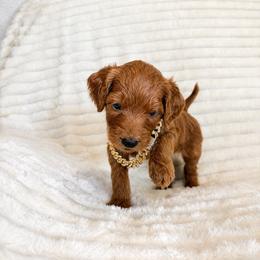 F1B Goldendoodle River - Red  male Goldendoodle puppy in Redding, California from Casa Delarosa Collective Poodles & Doodles