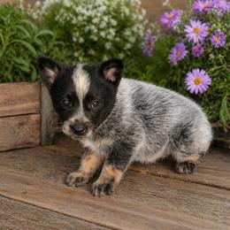 Concho 2800 - Blue speckled male Australian Cattle Dog puppy in Kalispell, Montana from BTR Australian Cattle Dogs