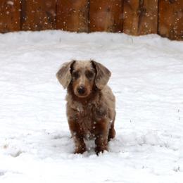 Hatch - Dachshund