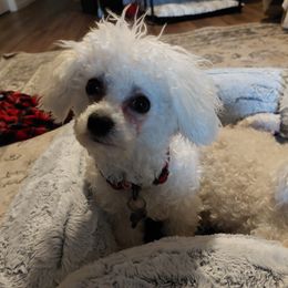 JoJo - Bichon Frise