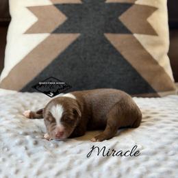 Miracle - Red tri male Miniature Australian Shepherd puppy in Cody, Wyoming from Quartz Creek Aussies