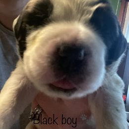 Black boy - White and brown Saint Bernard puppy in Allison Park, Pennsylvania from CT Saints