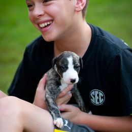 Whippet Puppies from Aperture Whippets
