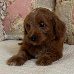 Marilla - Red  female Goldendoodle puppy in Beckley, West Virginia from By Design Doodles