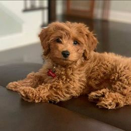 Goldendoodle puppies from Forever Snuggly Goldendoodles