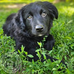 Onyx - Black male Australian Shepherd puppy in Amarillo, Texas from Southern Boy Blues Aussies