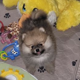 Dakota - Orange sable male Pomeranian puppy in Denton, Texas from Pepplers Poms