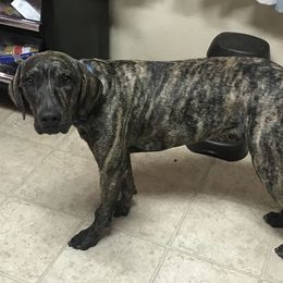 Catahoula Leopard Dogs from Circle B Hunting Dogs