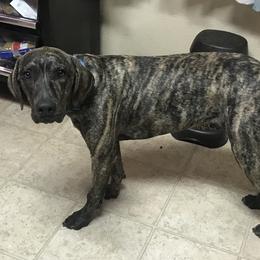 Catahoula Leopard Dogs from Circle B Hunting Dogs
