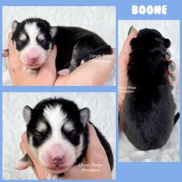 Boone - Black and white male Pomsky puppy in Sheffield, Iowa from Clover Ridge Pomskies