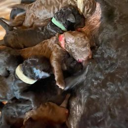 Poodle Puppies from Twisted Oak Poodles