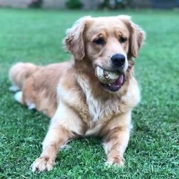 Willow - Golden Retriever