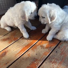 Golden Retriever Puppies from West Coast Cream Goldens