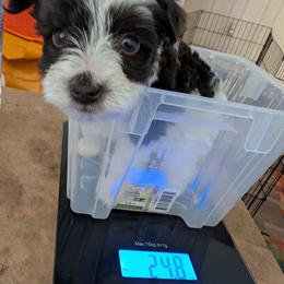 Bubbles - Liver female Miniature Schnauzer puppy in Paris, Texas from Black Star Farm
