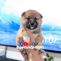 NARI - Red female Shiba Inu puppy in Minnesota from BonsaiShibas