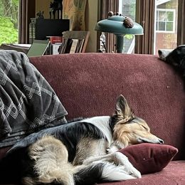 Border Collies from Border Collie LLC