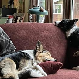 Border Collies from Border Collie LLC