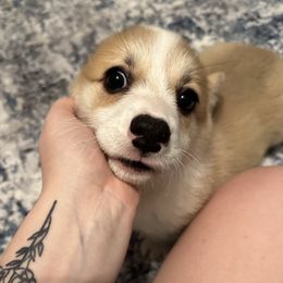 Pembroke Welsh Corgi Puppies from Brilliant Breeds