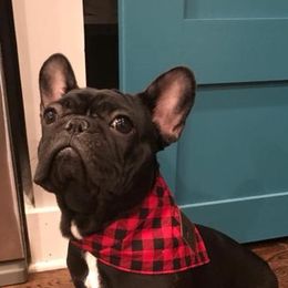 French Bulldogs from Flawless Frenchies