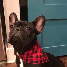 French Bulldogs from Flawless Frenchies