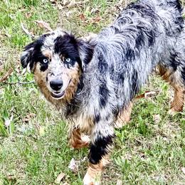 Mako - Australian Shepherd
