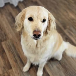 Disney - Golden Retriever