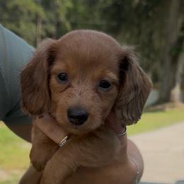 Brittany - Dapple female Dachshund puppy in Lakeland, Florida from Queens of the South