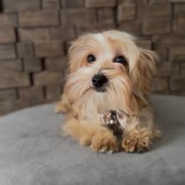 Semba - Gold male Yorkshire Terrier puppy in Prosper, Texas from DaintyDawlz