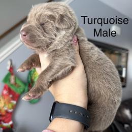 Turquoise - Isabella male German Shepherd puppy in Terra Alta, West Virginia from Shepherd Country Farm and Kennels