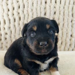Honey - Black tri-color female Australian Shepherd puppy in Zwingle, Iowa from Homestead Aussies & Doodles