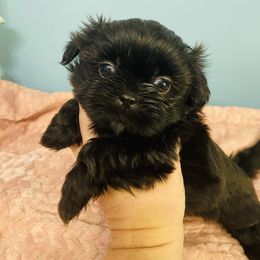 Minnie - Black female Shih Tzu puppy in Hawthorne, Florida from Simply Southern Shihtzus