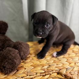 Orange collar Female - Black female American Pit Bull Terrier puppy in Pensacola, Florida from Alpha Alliance Kennels