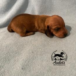 Odin shade red male smooth - Red male Dachshund puppy in East Dover, Vermont from Audet’s Mini Dachshunds