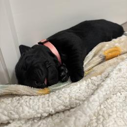 Pink girl - Black female Labrador Retriever puppy in Murrieta, California from The Golden Leash Kennels
