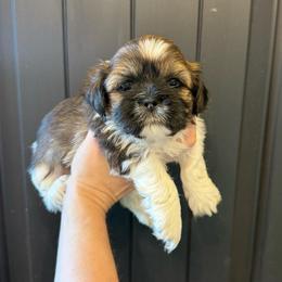 Donna - Black gold and white female Shih Tzu puppy in Stroud, Oklahoma from Laik’s Little Shihtz & Poms