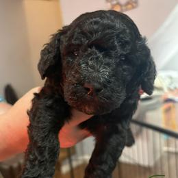 Sage - Black male Poodle puppy in Calhoun, Georgia from Johnson Kennels