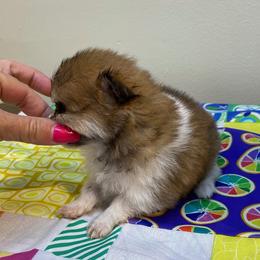 Molly - Orange parti female Pomeranian puppy in Avon Park, Florida from Mariska's Pomeranians