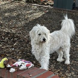Piper - Goldendoodle