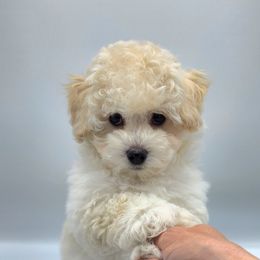 Havapoo Puppies from My Havapoo Puppy