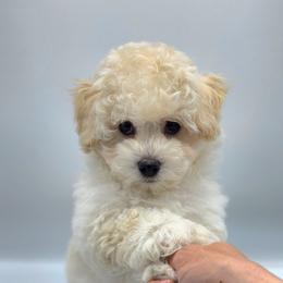 Havapoo Puppies from My Havapoo Puppy