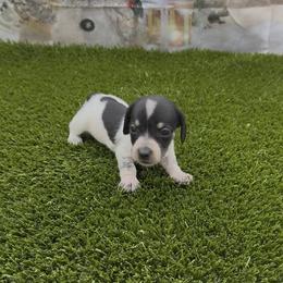 Black and Tan Piebald Smooth Girl - Piebald female Dachshund puppy in Killeen, Texas from Southern Dachshunds
