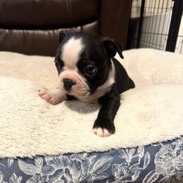 Biscuit Boy 1 - Black brindle and white male Boston Terrier puppy in Brookville, Ohio from Best Friend Bostons