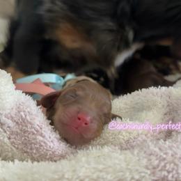 Dream - Chocolate and cream female Dachshund puppy in Summerfield, Florida from Dachshundly Perfect