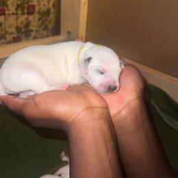 Tezz - Dalmatian puppy from Andersons Toy Box LLC
