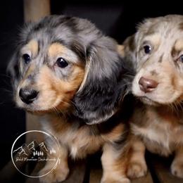 Dachshund Puppies from Bald Mountain Dachshunds