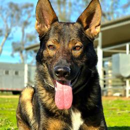 Blitz - Sable male German Shepherd puppy in Ramona, California from Von Sternkraft German Shepherds
