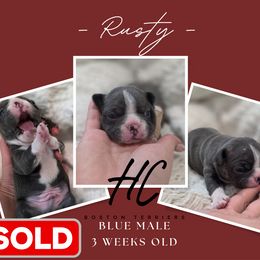 Rusty - Blue male Boston Terrier puppy in La Belle, Florida from HC Boston Terriers